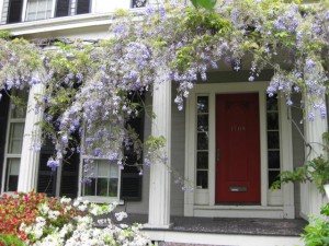 wisteria-on-greek-revival-cambridge-st1